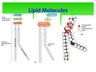 Lipid Molecules
 