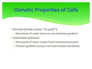 Osmosis (Greek, osmos “to push”)
 Movement of water down its concentration gradient
 Hydrostatic pressure
 Movement of water causes fluid mechanical pressure
 Pressure gradient across a semi-permeable membrane
Osmotic Properties of Cells
 