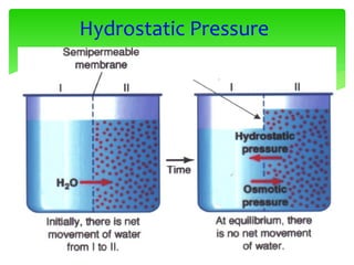 Hydrostatic Pressure
 
