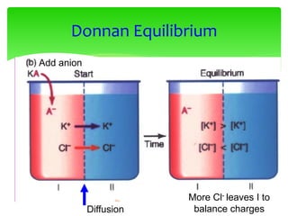 Add anion
More Cl- leaves I to
balance charges
Donnan Equilibrium
Diffusion
 