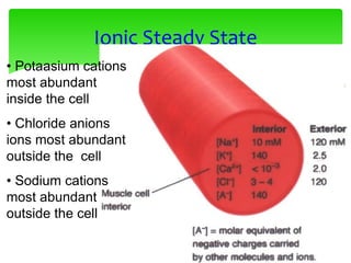 Ionic Steady State
• Potaasium cations
most abundant
inside the cell
• Chloride anions
ions most abundant
outside the cell
• Sodium cations
most abundant
outside the cell
 