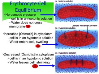 Erythrocyte Cell
Equilibrium
•No osmotic pressure
- cell is in an isotonic solution
- Water does not cross
membrane
•Increased [Osmotic] in cytoplasm
- cell is in an hypotonic solution
- Water enters cell, swelling
•Decreased [Osmotic] in cytoplasm
- cell is in an hypotonic solution
- Water leaves cell, shrinking
 