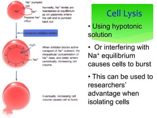Cell Lysis
• Using hypotonic
solution
• Or interfering with
Na+ equilibrium
causes cells to burst
• This can be used to
researchers’
advantage when
isolating cells
 