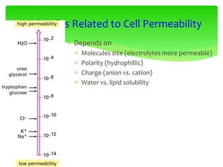  Depends on
 Molecules size (electrolytes more permeable)
 Polarity (hydrophillic)
 Charge (anion vs. cation)
 Water vs. lipid solubility
Molecules Related to Cell Permeability
 