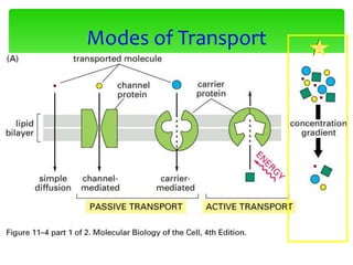 Modes of Transport
 