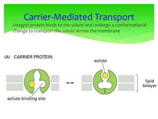 • Integral protein binds to the solute and undergo a conformational
change to transport the solute across the membrane
Carrier-Mediated Transport
 