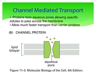 Channel Mediated Transport
• Proteins form aqueous pores allowing specific
solutes to pass across the membrane
• Allow much faster transport than carrier proteins
 