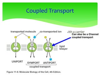  Some solutes “go along for the ride” with a carrier
protien or an ionophore
Coupled Transport
Can also be a Channel
coupled transport
 