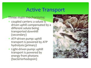  Three main mechanisms:
 coupled carriers: a solute is
driven uphill compensated by a
different solute being
transported downhill
(secondary)
 ATP-driven pump: uphill
transport is powered by ATP
hydrolysis (primary)
 Light-driven pump: uphill
transport is powered by
energy from photons
(bacteriorhodopsin)
Active Transport
 