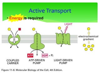 Active Transport
• Energy is required
 