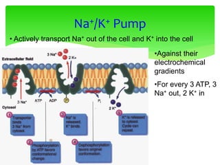 •Against their
electrochemical
gradients
•For every 3 ATP, 3
Na+ out, 2 K+ in
Na+/K+ Pump
• Actively transport Na+ out of the cell and K+ into the cell
 