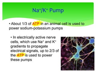 • About 1/3 of ATP in an animal cell is used to
power sodium-potassium pumps
Na+/K+ Pump
• In electrically active nerve
cells, which use Na+ and K+
gradients to propagate
electrical signals, up to 2/3 of
the ATP is used to power
these pumps
 