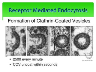 Receptor Mediated Endocytosis
 