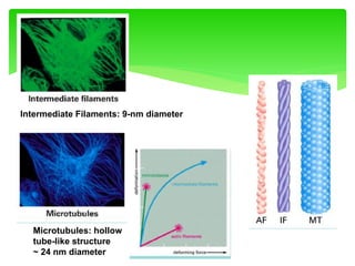 Microtubules: hollow
tube-like structure
~ 24 nm diameter
Intermediate Filaments: 9-nm diameter
 