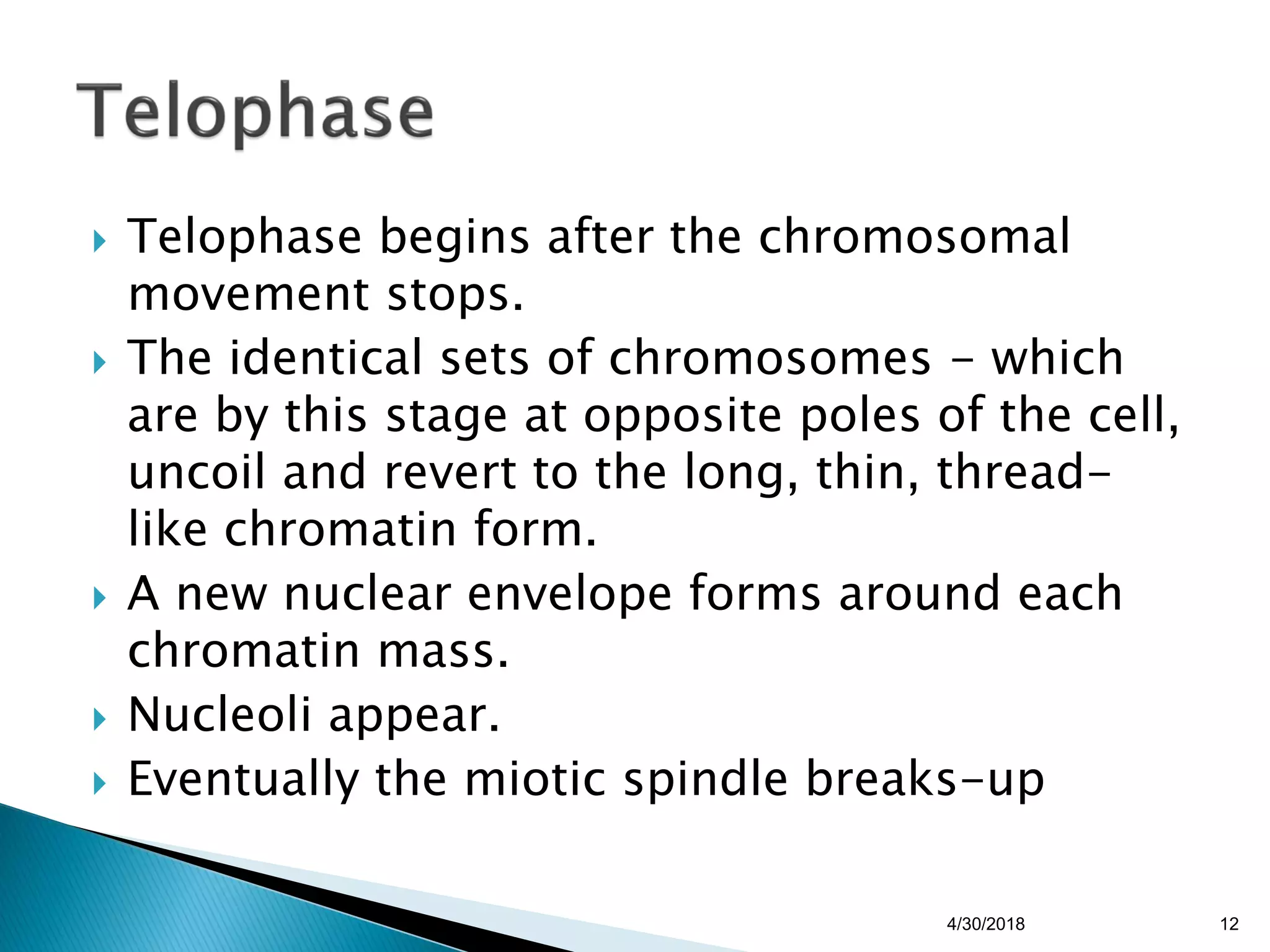  Telophase begins after the chromosomal
movement stops.
 The identical sets of chromosomes - which
are by this stage at opposite poles of the cell,
uncoil and revert to the long, thin, thread-
like chromatin form.
 A new nuclear envelope forms around each
chromatin mass.
 Nucleoli appear.
 Eventually the miotic spindle breaks-up
4/30/2018 12
 