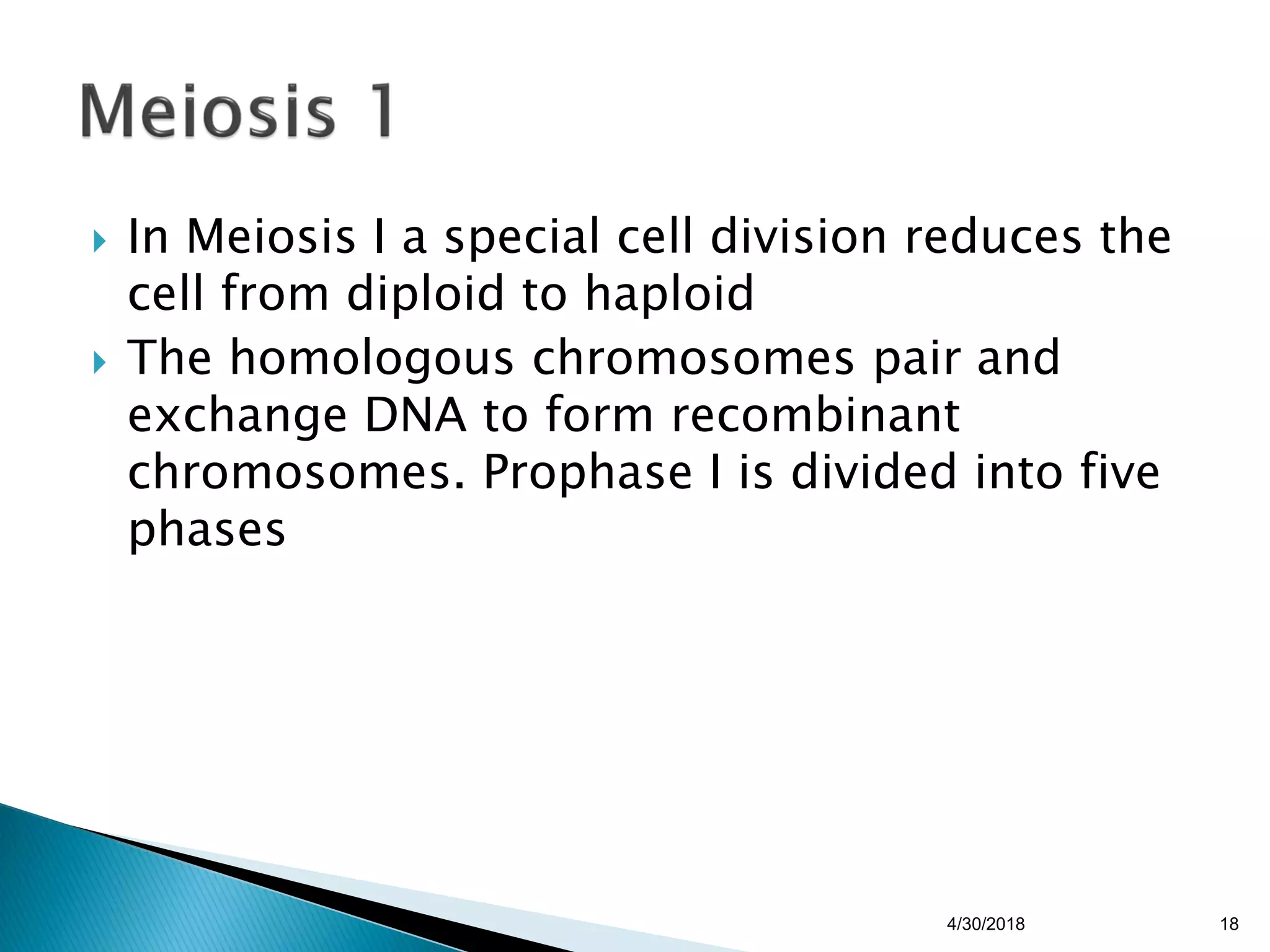  In Meiosis I a special cell division reduces the
cell from diploid to haploid
 The homologous chromosomes pair and
exchange DNA to form recombinant
chromosomes. Prophase I is divided into five
phases
4/30/2018 18
 