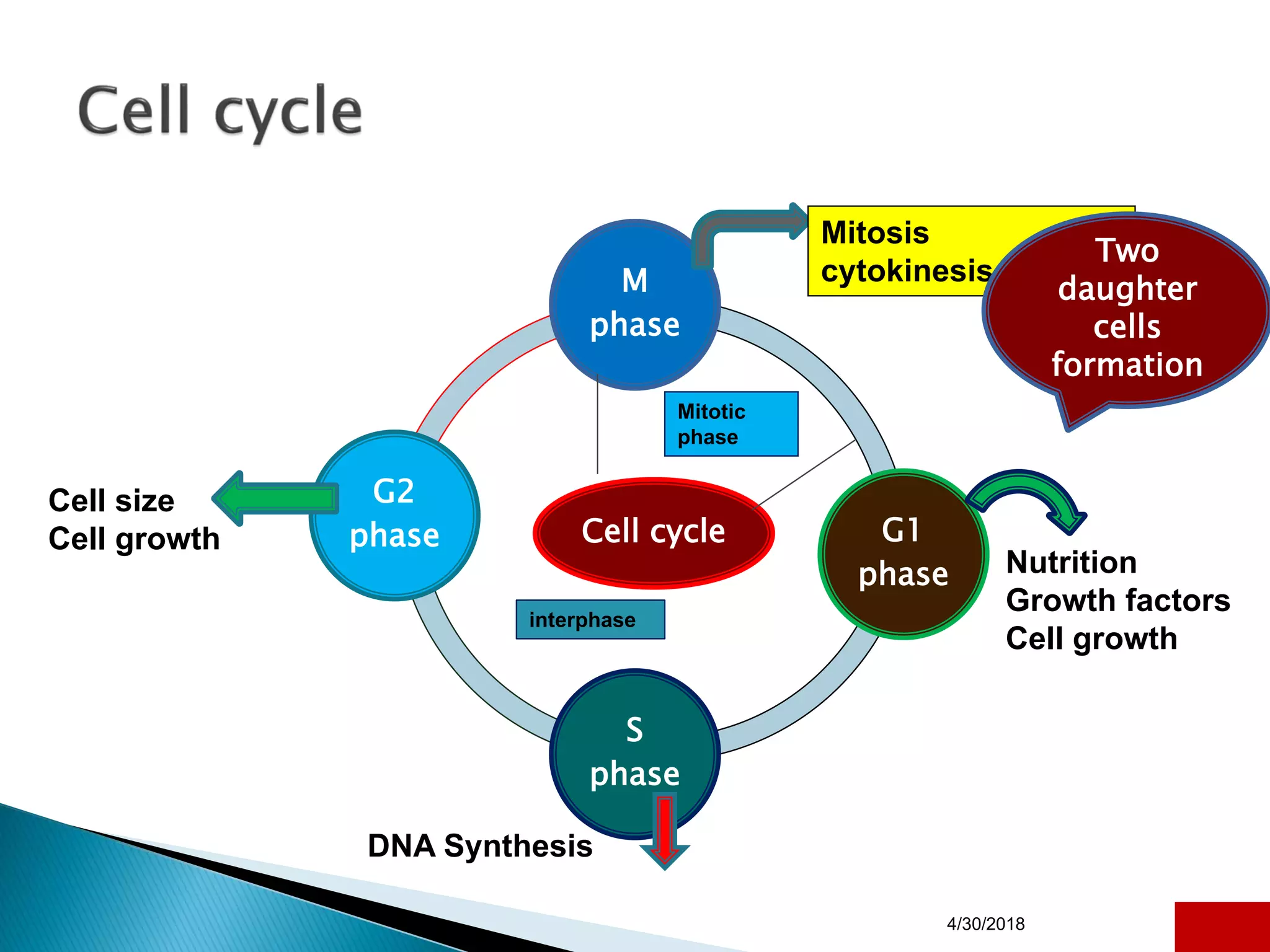 Cell cycle
M
phase
G1
phase
S
phase
G2
phase
4/30/2018 3
Mitosis
cytokinesis
Mitotic
phase
interphase
Nutrition
Growth factors
Cell growth
Cell size
Cell growth
DNA Synthesis
Two
daughter
cells
formation
 
