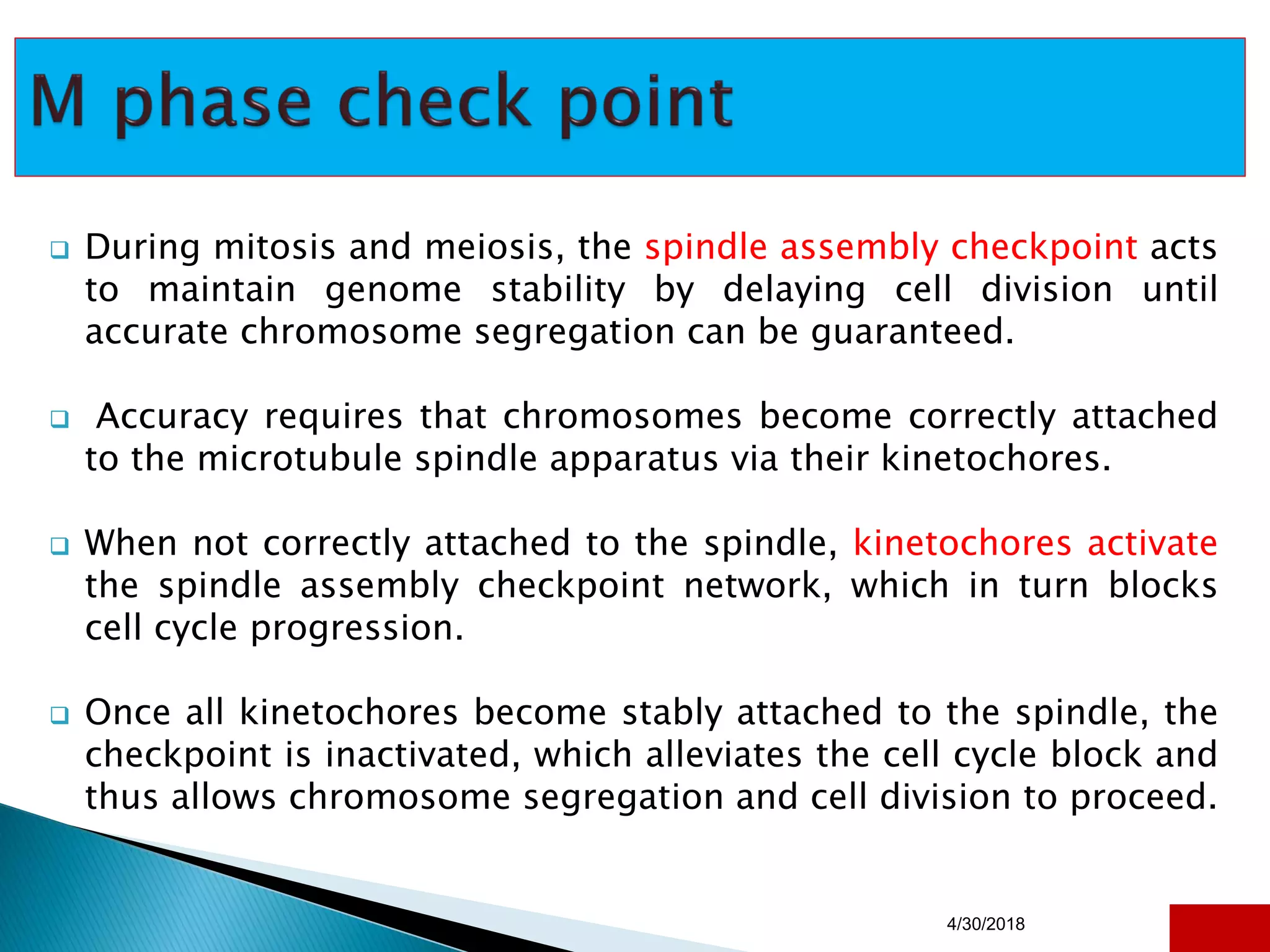  During mitosis and meiosis, the spindle assembly checkpoint acts
to maintain genome stability by delaying cell division until
accurate chromosome segregation can be guaranteed.
 Accuracy requires that chromosomes become correctly attached
to the microtubule spindle apparatus via their kinetochores.
 When not correctly attached to the spindle, kinetochores activate
the spindle assembly checkpoint network, which in turn blocks
cell cycle progression.
 Once all kinetochores become stably attached to the spindle, the
checkpoint is inactivated, which alleviates the cell cycle block and
thus allows chromosome segregation and cell division to proceed.
4/30/2018 42
 