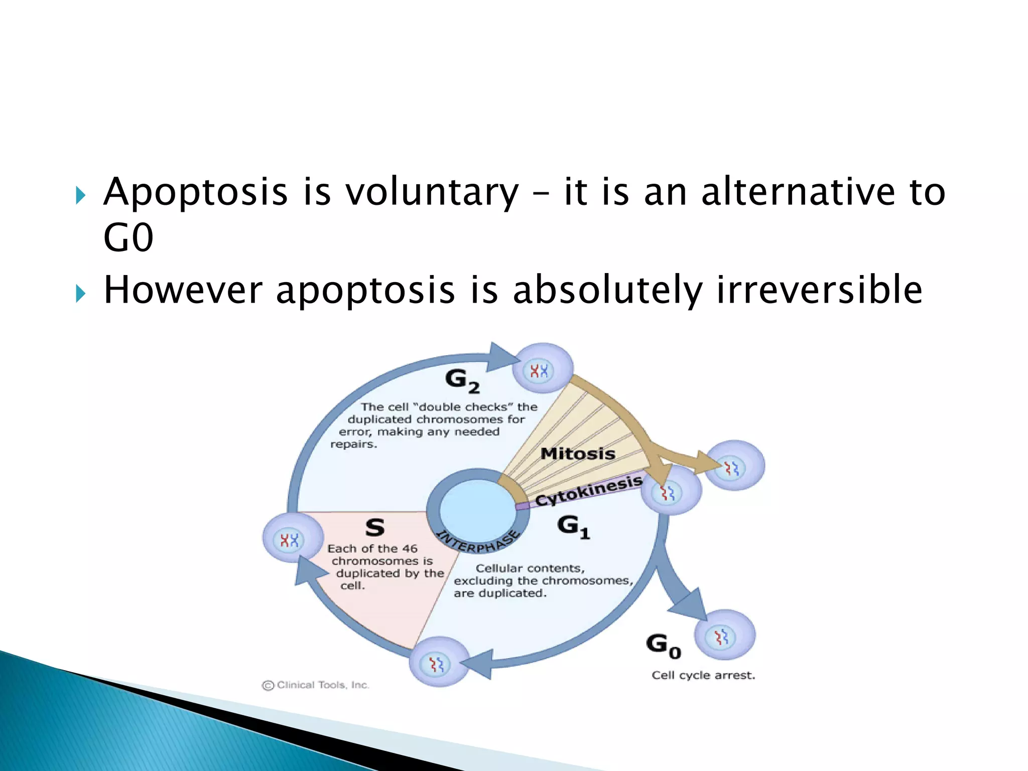  Apoptosis is voluntary – it is an alternative to
G0
 However apoptosis is absolutely irreversible
 