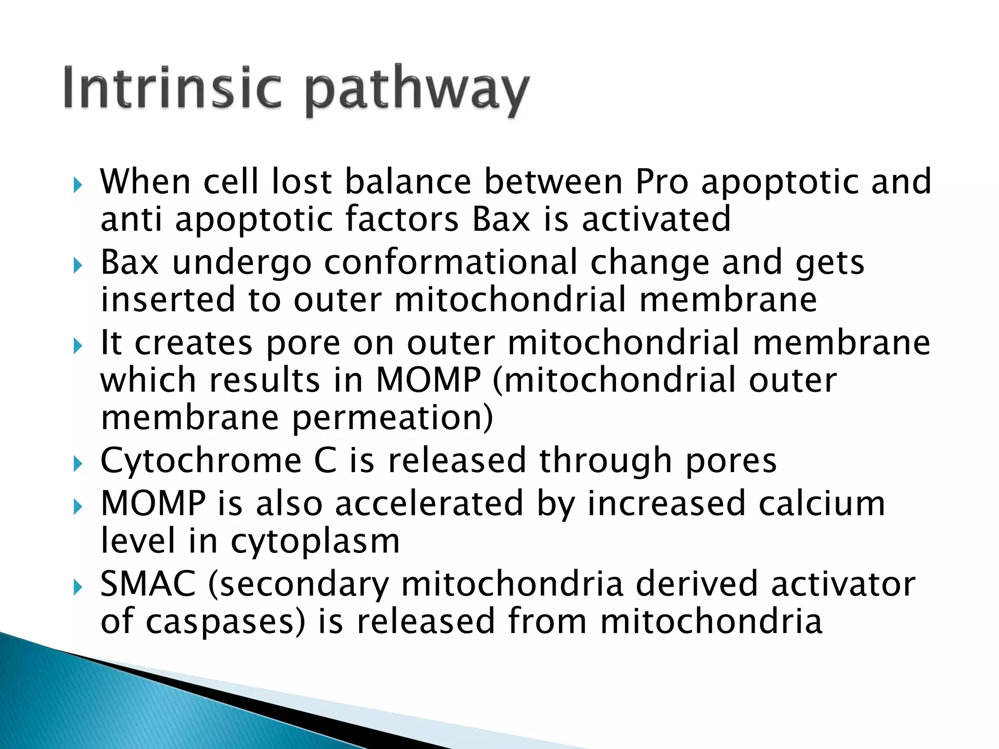  When cell lost balance between Pro apoptotic and
anti apoptotic factors Bax is activated
 Bax undergo conformational change and gets
inserted to outer mitochondrial membrane
 It creates pore on outer mitochondrial membrane
which results in MOMP (mitochondrial outer
membrane permeation)
 Cytochrome C is released through pores
 MOMP is also accelerated by increased calcium
level in cytoplasm
 SMAC (secondary mitochondria derived activator
of caspases) is released from mitochondria
 