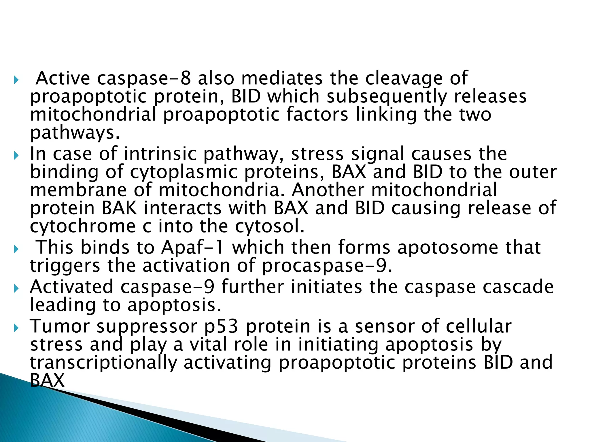  Active caspase-8 also mediates the cleavage of
proapoptotic protein, BID which subsequently releases
mitochondrial proapoptotic factors linking the two
pathways.
 In case of intrinsic pathway, stress signal causes the
binding of cytoplasmic proteins, BAX and BID to the outer
membrane of mitochondria. Another mitochondrial
protein BAK interacts with BAX and BID causing release of
cytochrome c into the cytosol.
 This binds to Apaf-1 which then forms apotosome that
triggers the activation of procaspase-9.
 Activated caspase-9 further initiates the caspase cascade
leading to apoptosis.
 Tumor suppressor p53 protein is a sensor of cellular
stress and play a vital role in initiating apoptosis by
transcriptionally activating proapoptotic proteins BID and
BAX
 