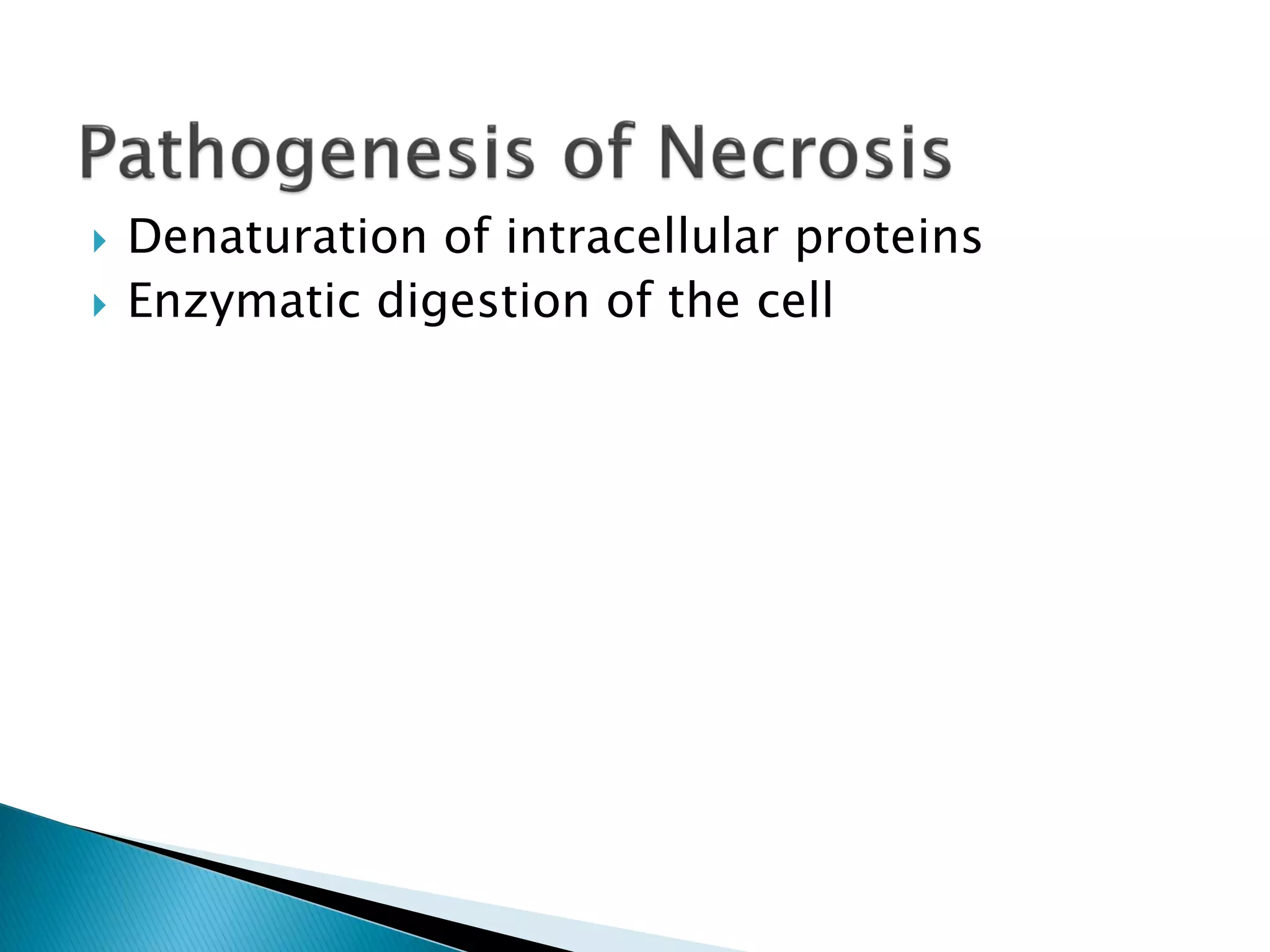  Denaturation of intracellular proteins
 Enzymatic digestion of the cell
 