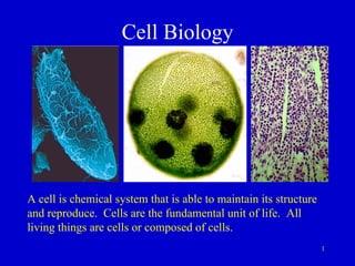 1
Cell Biology
A cell is chemical system that is able to maintain its structure
and reproduce. Cells are the fundamental unit of life. All
living things are cells or composed of cells.
 