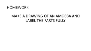HOMEWORK
MAKE A DRAWING OF AN AMOEBA AND
LABEL THE PARTS FULLY
 
