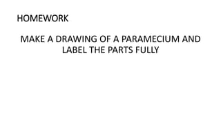 HOMEWORK
MAKE A DRAWING OF A PARAMECIUM AND
LABEL THE PARTS FULLY
 