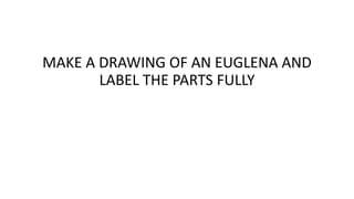 MAKE A DRAWING OF AN EUGLENA AND
LABEL THE PARTS FULLY
 