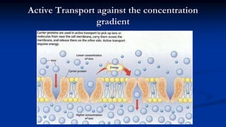 Active Transport against the concentration
gradient
 