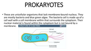 PROKARYOTES
• These are unicellular organisms that lack membrane-bound nucleus. They
are mostly bacteria and blue green algae. The bacteria cell is made up of a
cell wall with a cell membrane within that surrounds the cytoplasm. Their
nuclear material is found within the cytoplasm but is not bound by a
membrane.
 