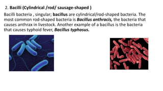 2. Bacilli (Cylindrical /rod/ sausage-shaped )
Bacilli bacteria , singular; bacillus are cylindrical/rod-shaped bacteria. The
most common rod-shaped bacteria is Bacillus anthracis, the bacteria that
causes anthrax in livestock. Another example of a bacillus is the bacteria
that causes typhoid fever, Bacillus typhosus.
 