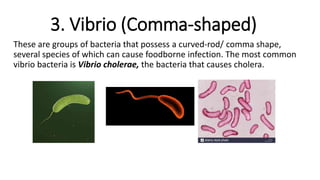 3. Vibrio (Comma-shaped)
These are groups of bacteria that possess a curved-rod/ comma shape,
several species of which can cause foodborne infection. The most common
vibrio bacteria is Vibrio cholerae, the bacteria that causes cholera.
 