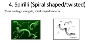 4. Spirilli (Spiral shaped/twisted)
These are large, elongate, spiral shaped bacteria.
 