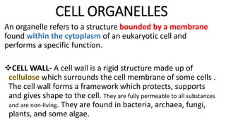 CELL ORGANELLES
An organelle refers to a structure bounded by a membrane
found within the cytoplasm of an eukaryotic cell and
performs a specific function.
CELL WALL- A cell wall is a rigid structure made up of
cellulose which surrounds the cell membrane of some cells .
The cell wall forms a framework which protects, supports
and gives shape to the cell. They are fully permeable to all substances
and are non-living. They are found in bacteria, archaea, fungi,
plants, and some algae.
 