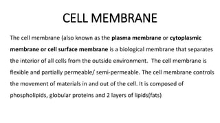 CELL MEMBRANE
The cell membrane (also known as the plasma membrane or cytoplasmic
membrane or cell surface membrane is a biological membrane that separates
the interior of all cells from the outside environment. The cell membrane is
flexible and partially permeable/ semi-permeable. The cell membrane controls
the movement of materials in and out of the cell. It is composed of
phospholipids, globular proteins and 2 layers of lipids(fats)
 