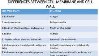 DIFFERENCES BETWEEN CELL MEMBRANE AND CELL
WALL
CELL MEMBRANE CELL WALL
1. Its flexible Its rigid
2. semi-permeable Fully permeable
3. Made up of phospholipids and proteins Made up of cellulose
4. Its thin Its thick
5. Present in both plant and animal cell Present in plant cells only
6. Cell membrane is metabolically active and
living
Cell wall is non-living and metabolically
inactive
7. Cell membrane encloses the cytoplasm Cell wall encloses the cell membrane and
 