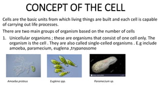 CONCEPT OF THE CELL
Cells are the basic units from which living things are built and each cell is capable
of carrying out life processes.
There are two main groups of organism based on the number of cells
1. Unicellular organisms ; these are organisms that consist of one cell only. The
organism is the cell . They are also called single-celled organisms . E.g include
amoeba, paramecium, euglena ,trypanosome
Amoeba proteus Euglena spp. Paramecium sp.
 