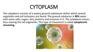 CYTOPLASM
The cytoplasm consists of a watery ground substances within which several
organelles and cell inclusions are found. The ground substance is 90% water
with some salts, sugars, fats, proteins and enzymes in it. The cytoplasm moves ,
thus moving the cell organelles. This type of movement is called cytoplasmic
streaming.
 