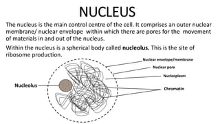 NUCLEUS
The nucleus is the main control centre of the cell. It comprises an outer nuclear
membrane/ nuclear envelope within which there are pores for the movement
of materials in and out of the nucleus.
Within the nucleus is a spherical body called nucleolus. This is the site of
ribosome production.
Nuclear envelope/membrane
Nuclear pore
Nucleoplasm
Chromatin
Nucleolus
 