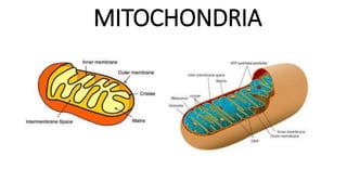 MITOCHONDRIA
 