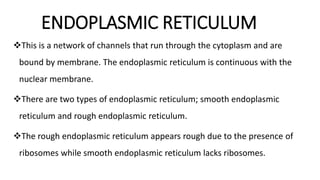ENDOPLASMIC RETICULUM
This is a network of channels that run through the cytoplasm and are
bound by membrane. The endoplasmic reticulum is continuous with the
nuclear membrane.
There are two types of endoplasmic reticulum; smooth endoplasmic
reticulum and rough endoplasmic reticulum.
The rough endoplasmic reticulum appears rough due to the presence of
ribosomes while smooth endoplasmic reticulum lacks ribosomes.
 