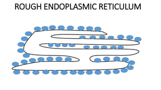 ROUGH ENDOPLASMIC RETICULUM
 