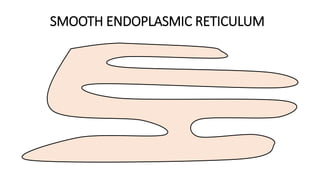 SMOOTH ENDOPLASMIC RETICULUM
 