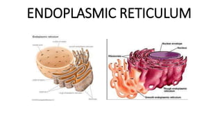 ENDOPLASMIC RETICULUM
 