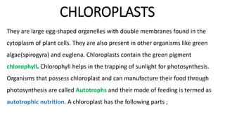 CHLOROPLASTS
They are large egg-shaped organelles with double membranes found in the
cytoplasm of plant cells. They are also present in other organisms like green
algae(spirogyra) and euglena. Chloroplasts contain the green pigment
chlorophyll. Chlorophyll helps in the trapping of sunlight for photosynthesis.
Organisms that possess chloroplast and can manufacture their food through
photosynthesis are called Autotrophs and their mode of feeding is termed as
autotrophic nutrition. A chloroplast has the following parts ;
 