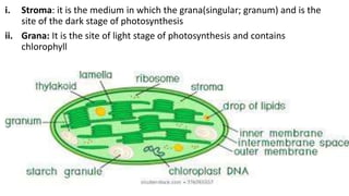 i. Stroma: it is the medium in which the grana(singular; granum) and is the
site of the dark stage of photosynthesis
ii. Grana: It is the site of light stage of photosynthesis and contains
chlorophyll
 