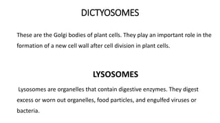 DICTYOSOMES
These are the Golgi bodies of plant cells. They play an important role in the
formation of a new cell wall after cell division in plant cells.
LYSOSOMES
Lysosomes are organelles that contain digestive enzymes. They digest
excess or worn out organelles, food particles, and engulfed viruses or
bacteria.
 