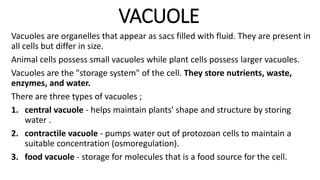 VACUOLE
Vacuoles are organelles that appear as sacs filled with fluid. They are present in
all cells but differ in size.
Animal cells possess small vacuoles while plant cells possess larger vacuoles.
Vacuoles are the "storage system" of the cell. They store nutrients, waste,
enzymes, and water.
There are three types of vacuoles ;
1. central vacuole - helps maintain plants' shape and structure by storing
water .
2. contractile vacuole - pumps water out of protozoan cells to maintain a
suitable concentration (osmoregulation).
3. food vacuole - storage for molecules that is a food source for the cell.
 